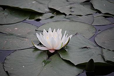 传Konami还有3款《寂静岭》游戏没有公布